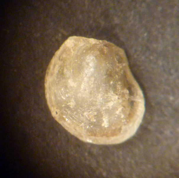 Pullo di Anomidae